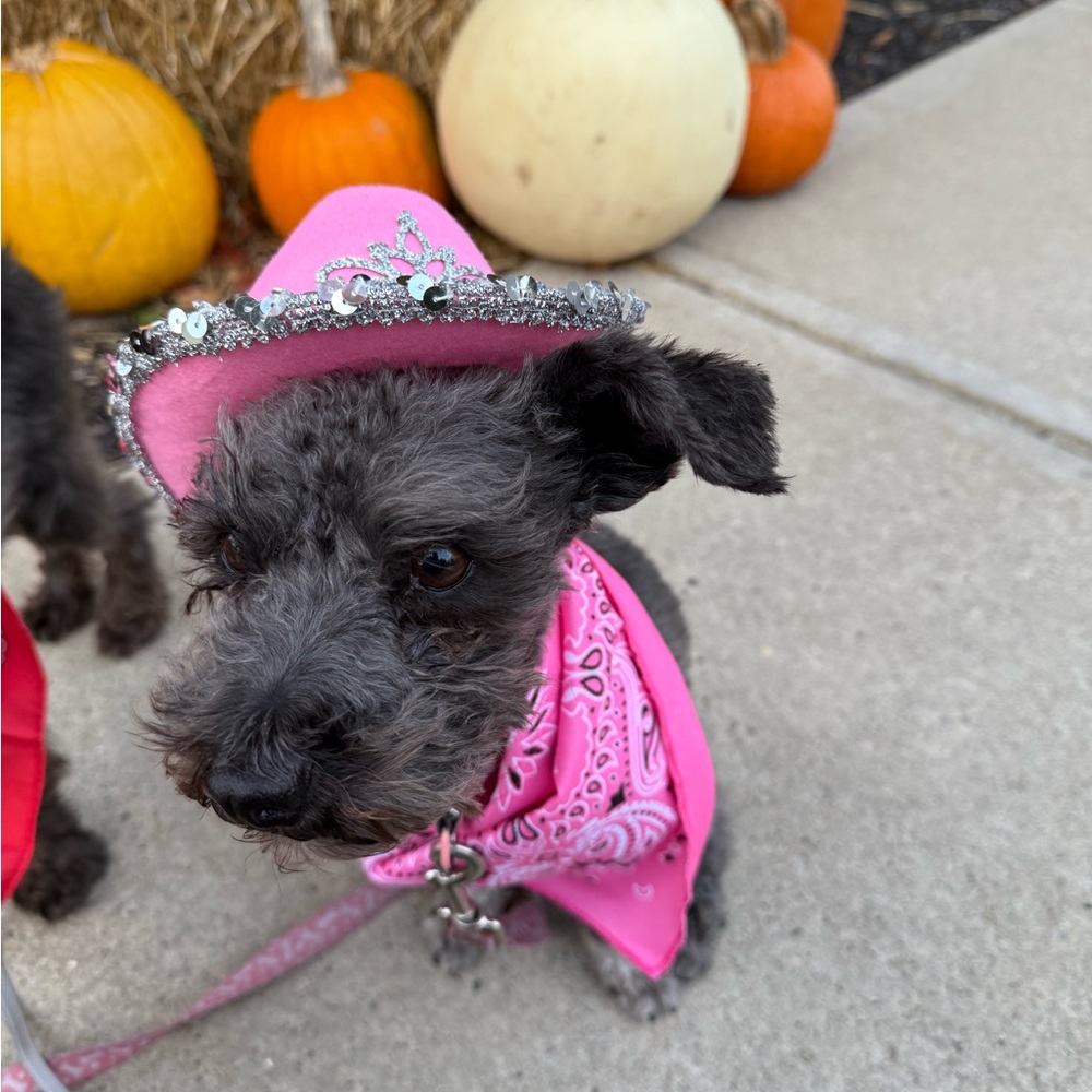 Dog Medium Pink Cowboy Hat & Bandana Set